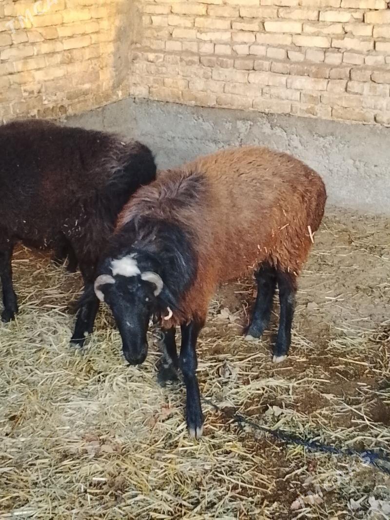 goyun goclar - Чарджоу - img 4