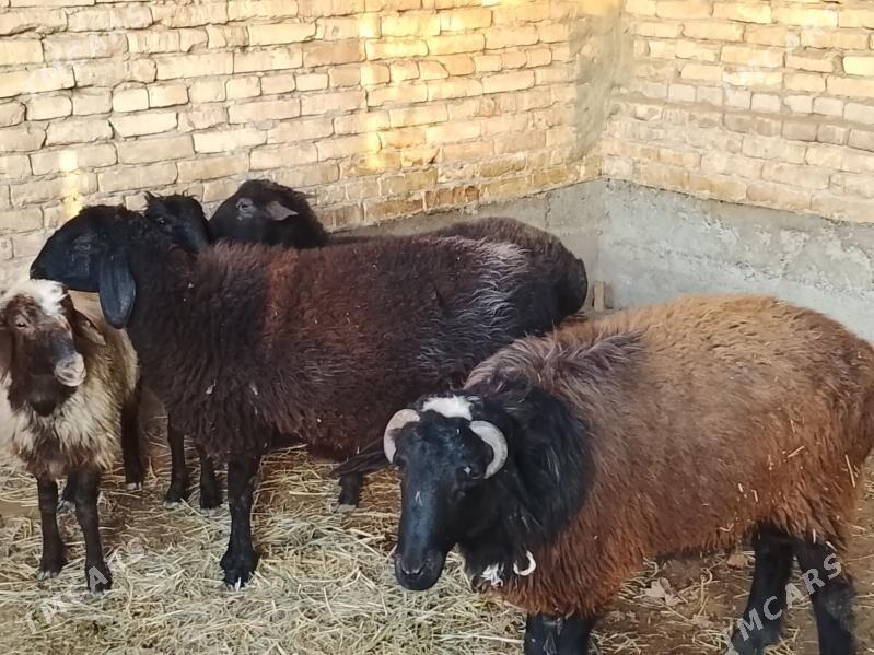 goyun goclar - Чарджоу - img 1