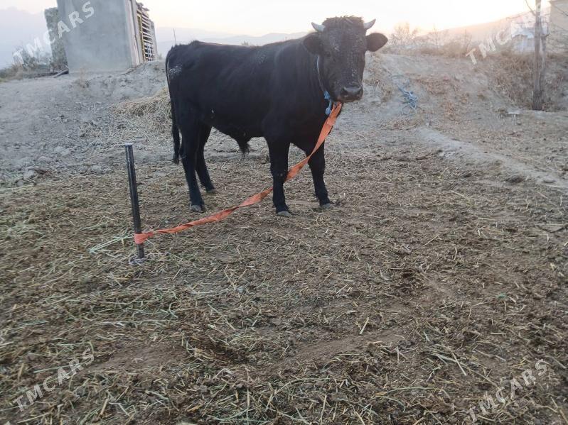 öküz - Гёкдепе - img 2