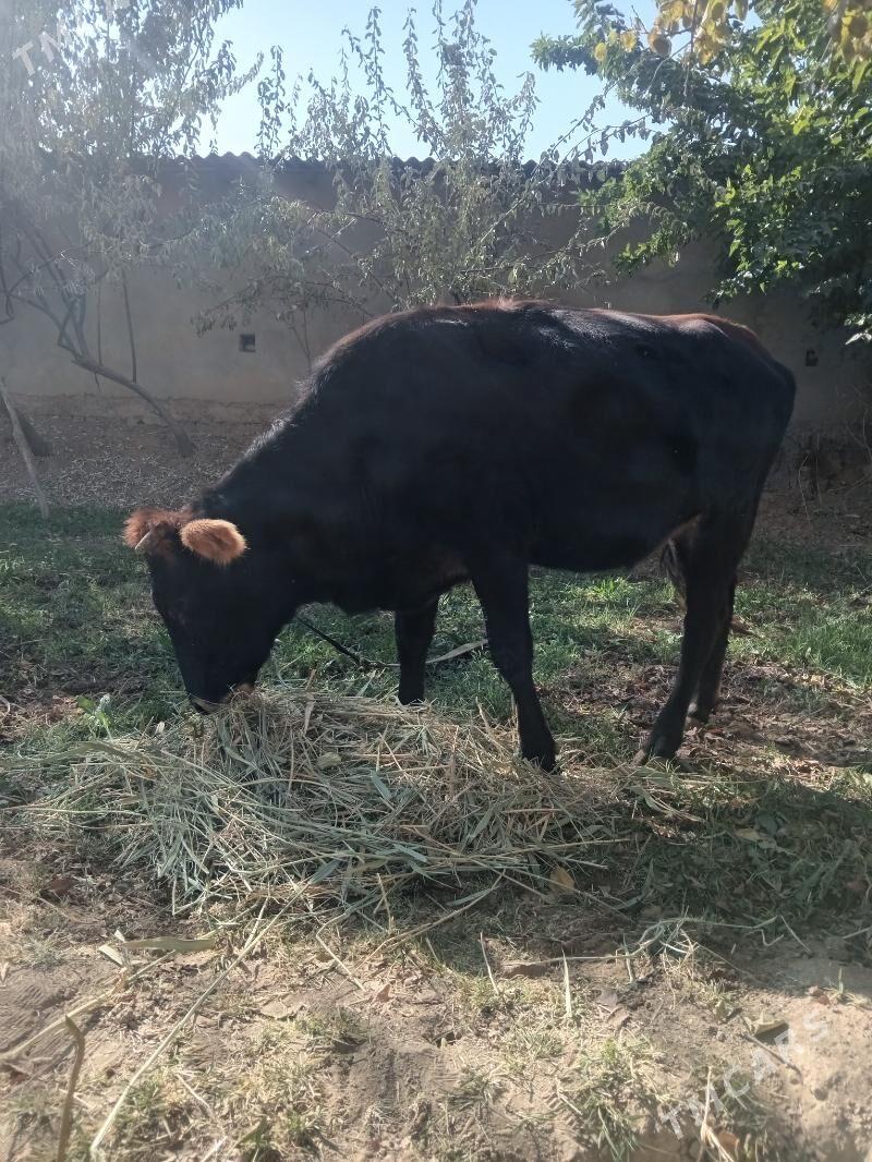 2 yasly gole 1guzlan gulajyn - Mary - img 5