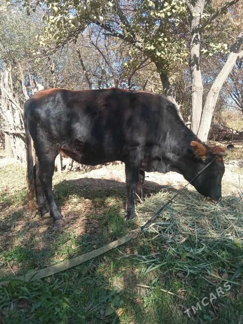 2 yasly gole 1guzlan gulajyn - Mary - img 4