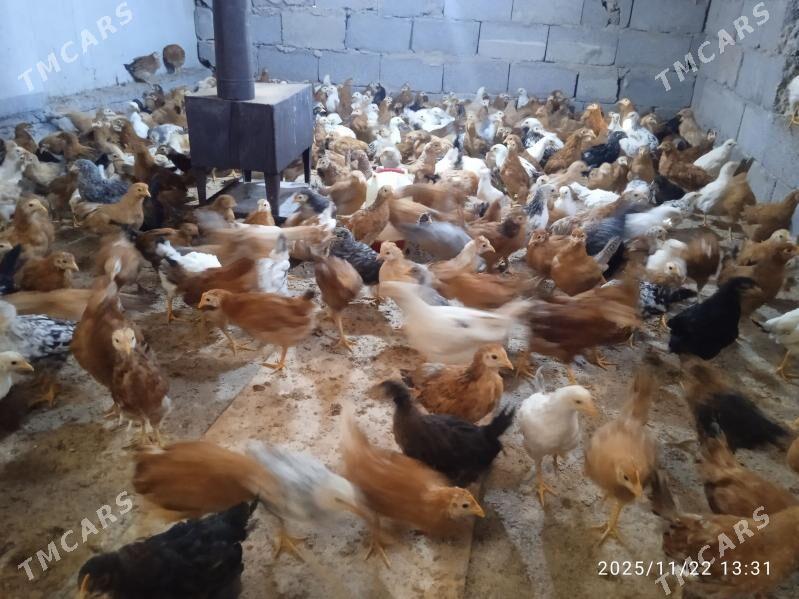 Juyje Tejen paroda - Анев - img 3