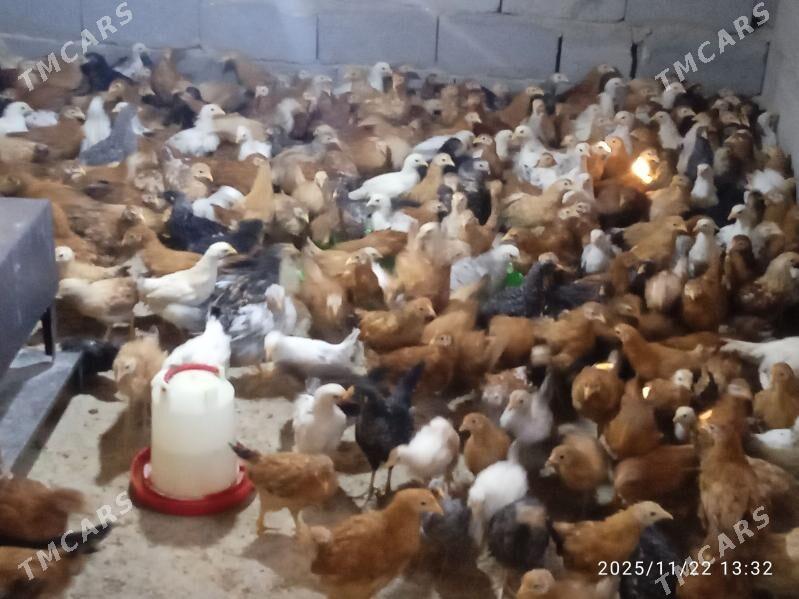 Juyje Tejen paroda - Анев - img 2