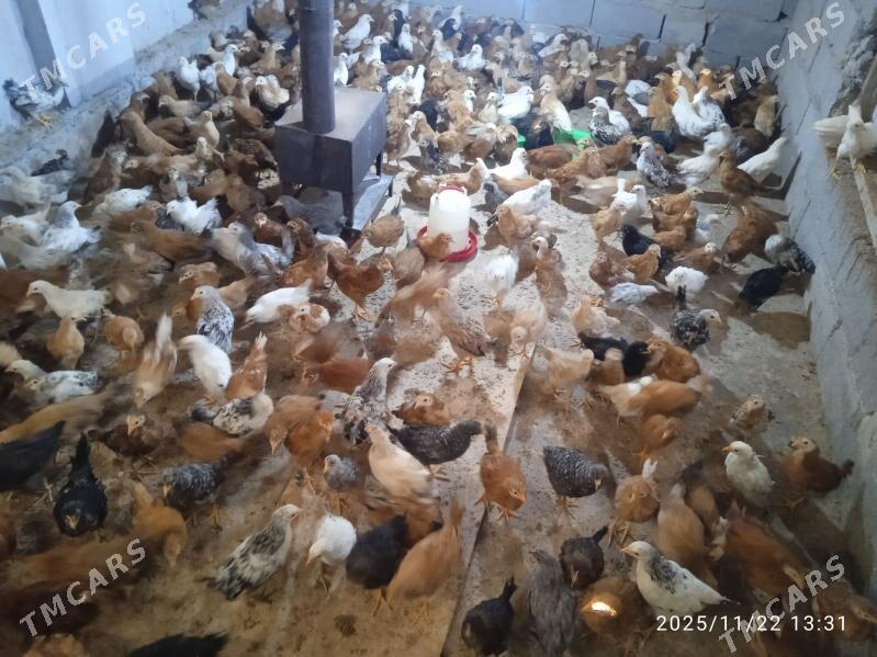 Juyje Tejen paroda - Анев - img 4