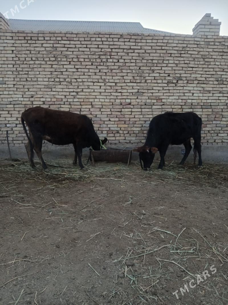 2 yasly gole 1guzlan gulajyn - Mary - img 3