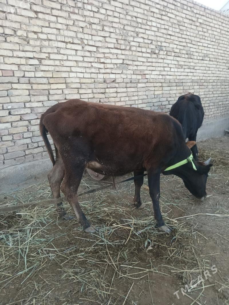 2 yasly gole 1guzlan gulajyn - Mary - img 2