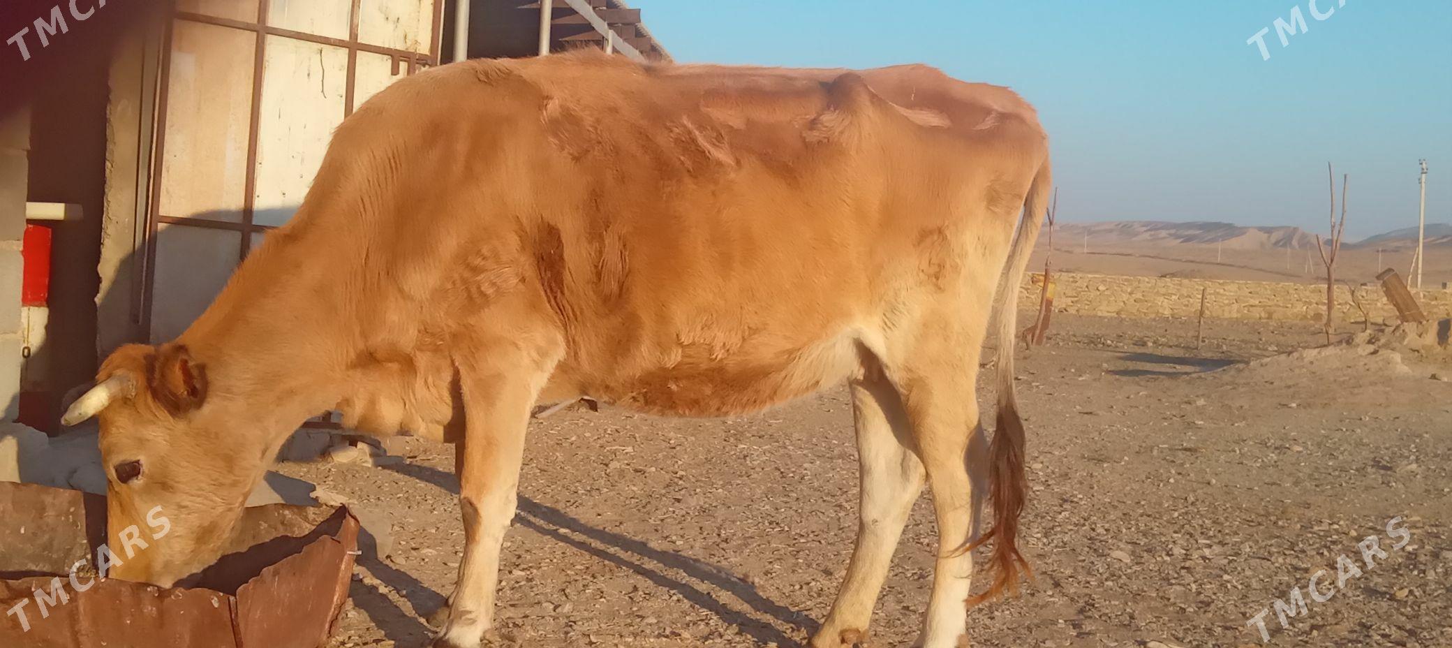 Sygyr - Берекет - img 2