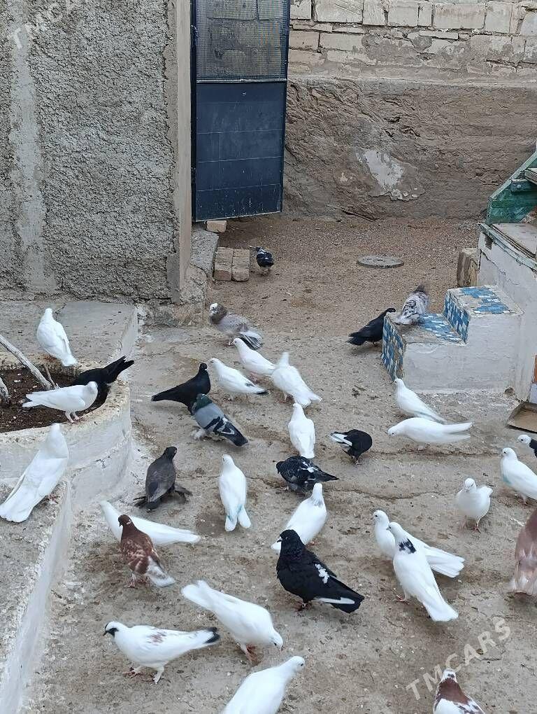 голуби kepder - Туркменбаши - img 8