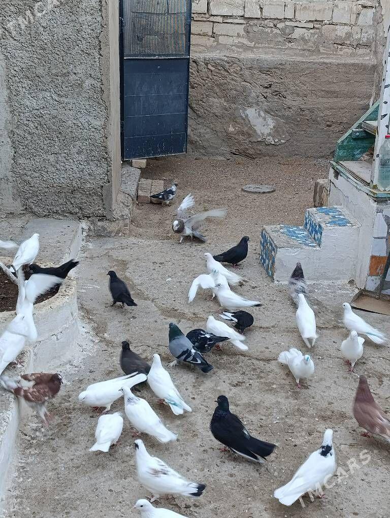 голуби kepder - Туркменбаши - img 7