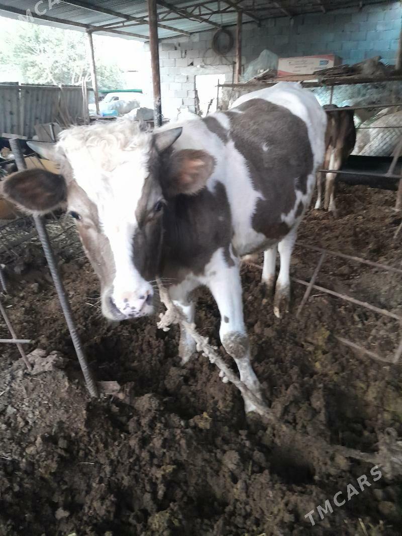 Tohum öküz - Гёкдепе - img 1