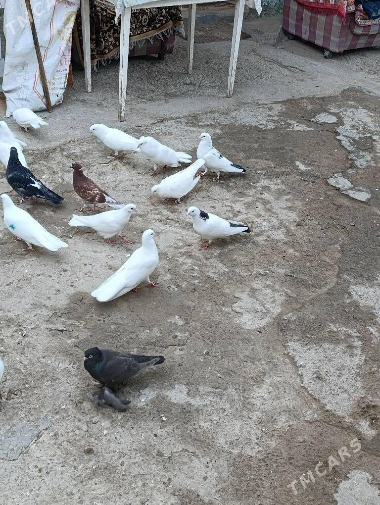 голуби kepder - Туркменбаши - img 2