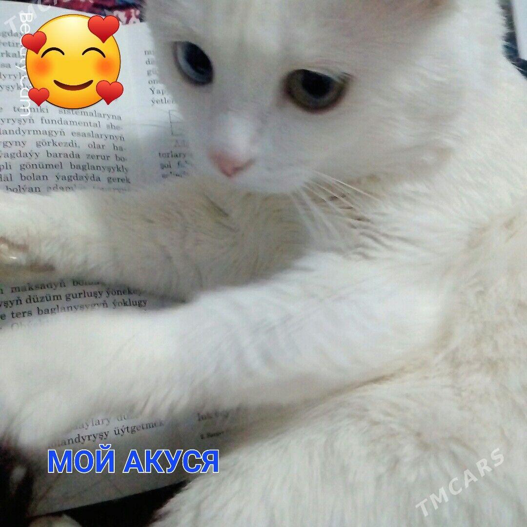 КОТ - Мары - img 1