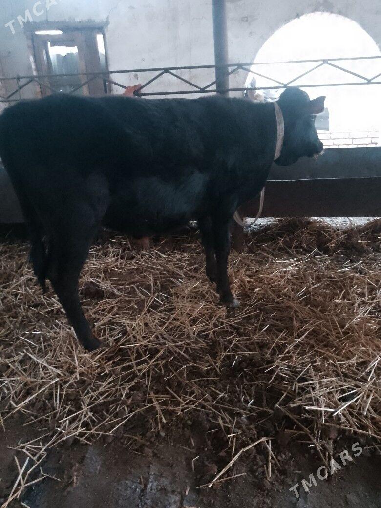 Okuzler - Türkmenabat - img 4