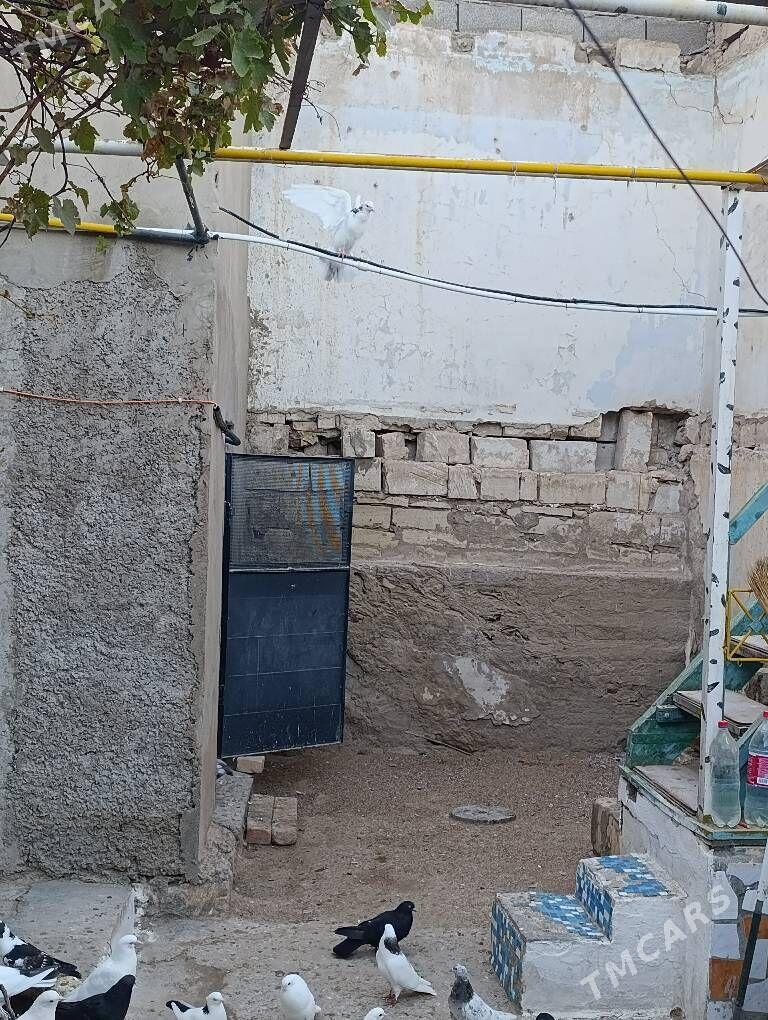 голуби kepder - Туркменбаши - img 4