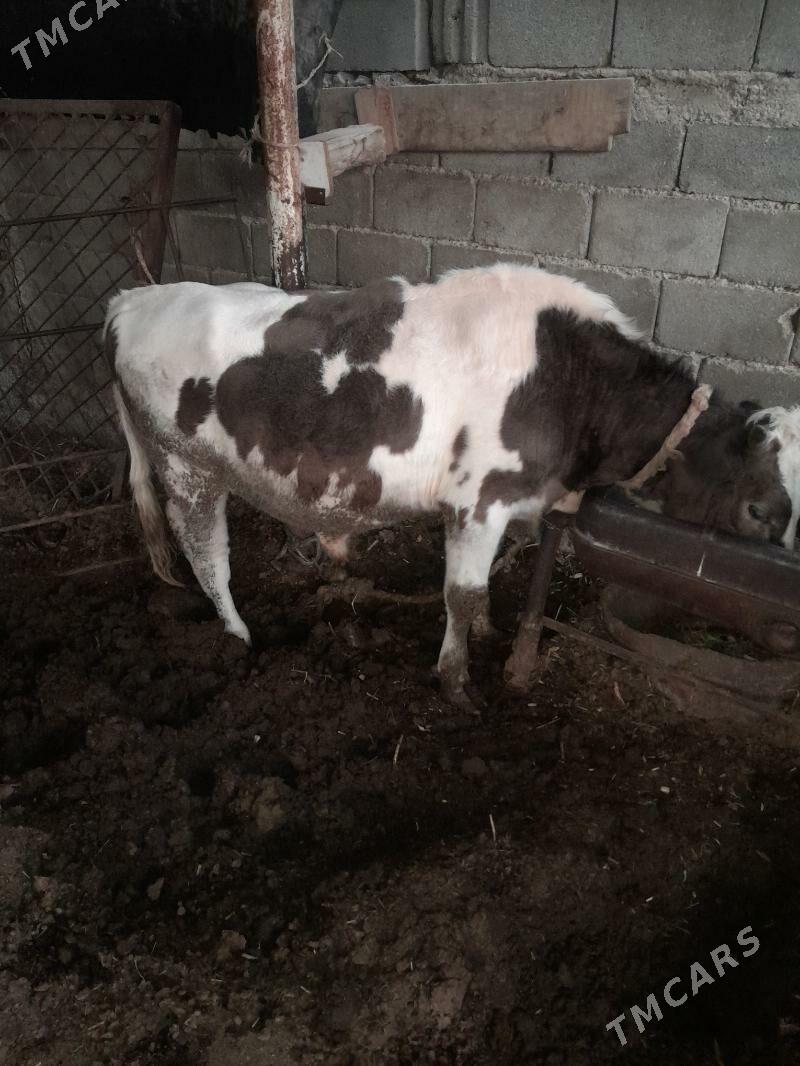 Tohum öküz - Гёкдепе - img 2