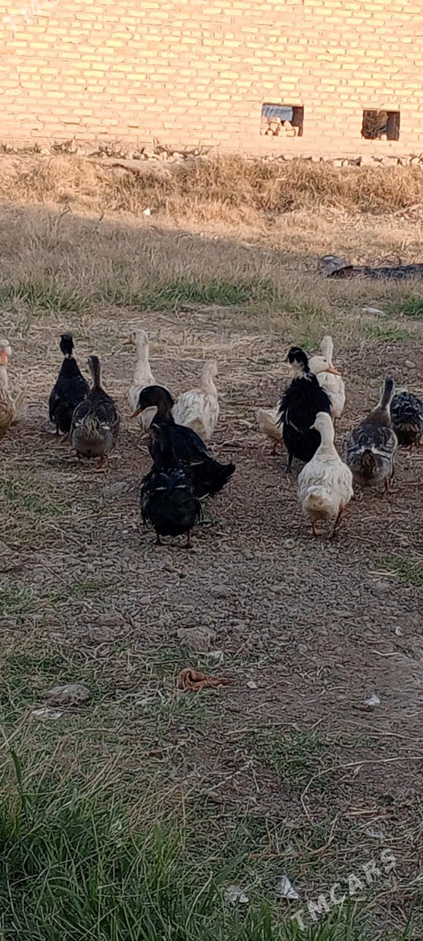 ördek - Murgap - img 2