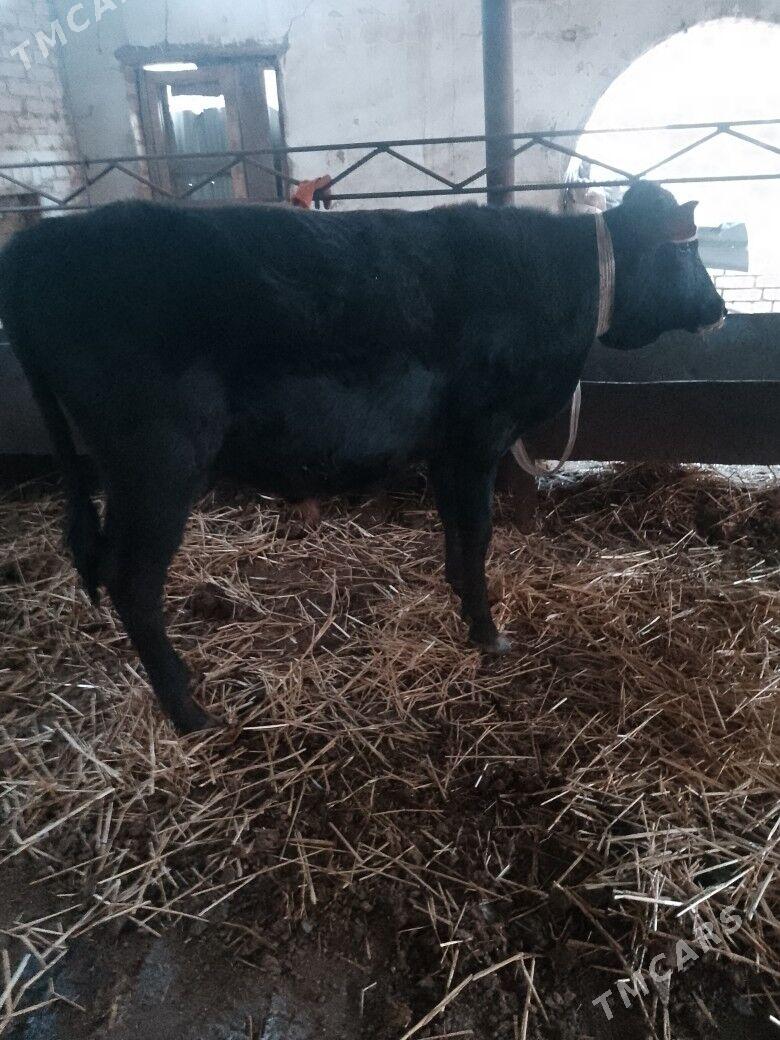 Okuzler - Türkmenabat - img 3