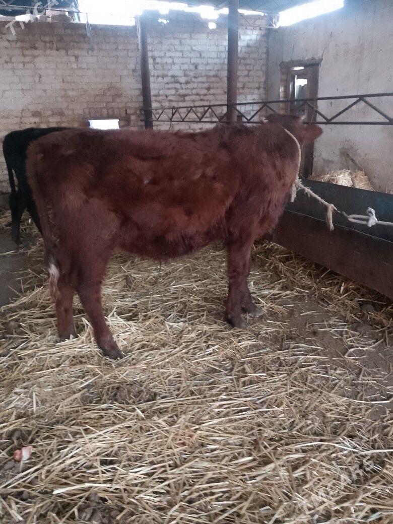 Okuzler - Türkmenabat - img 2