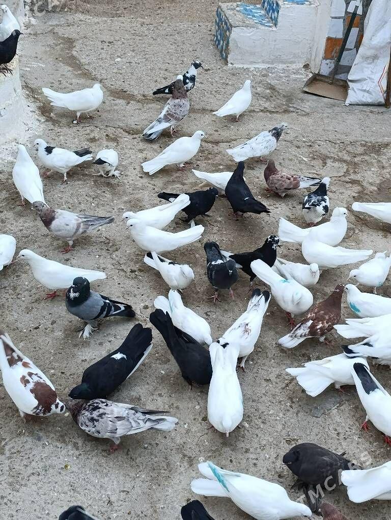 голуби kepder - Туркменбаши - img 6