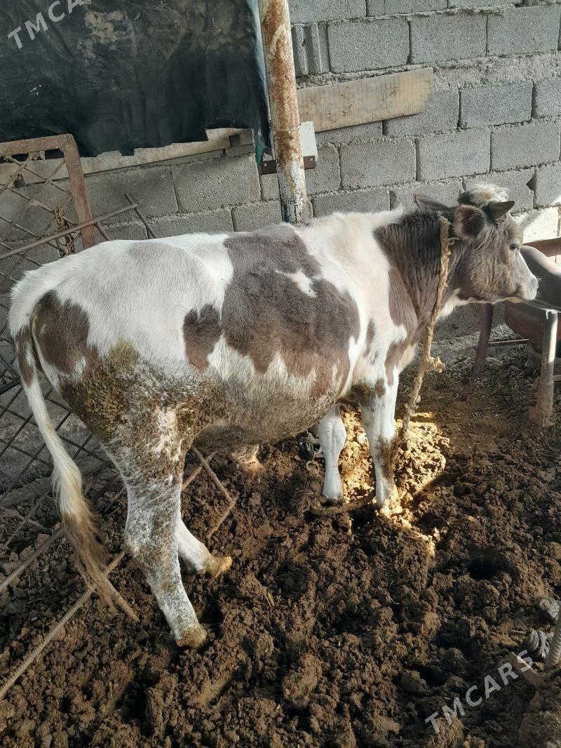 Tohum öküz - Гёкдепе - img 3