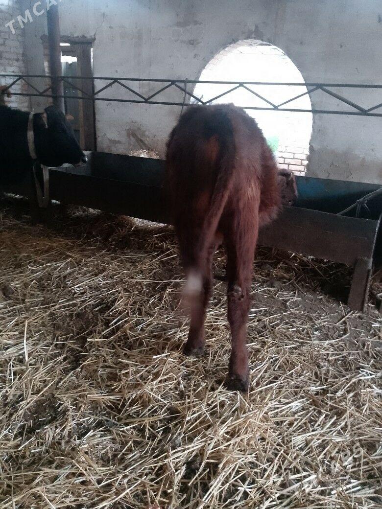 Okuzler - Türkmenabat - img 5