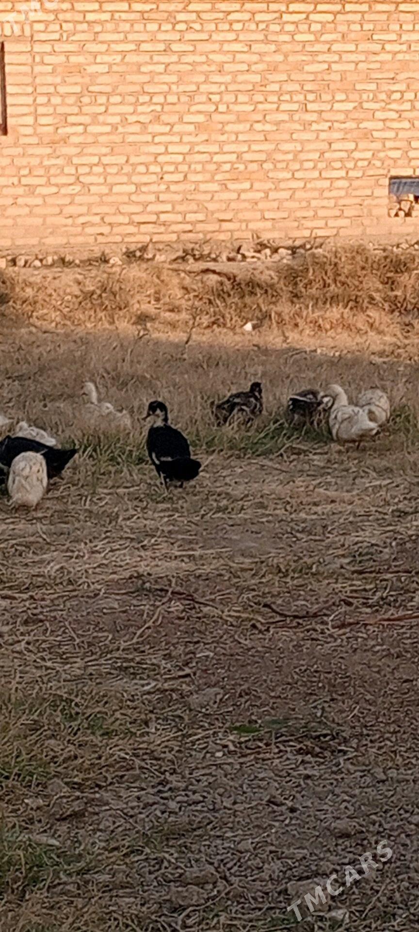 ördek - Murgap - img 4