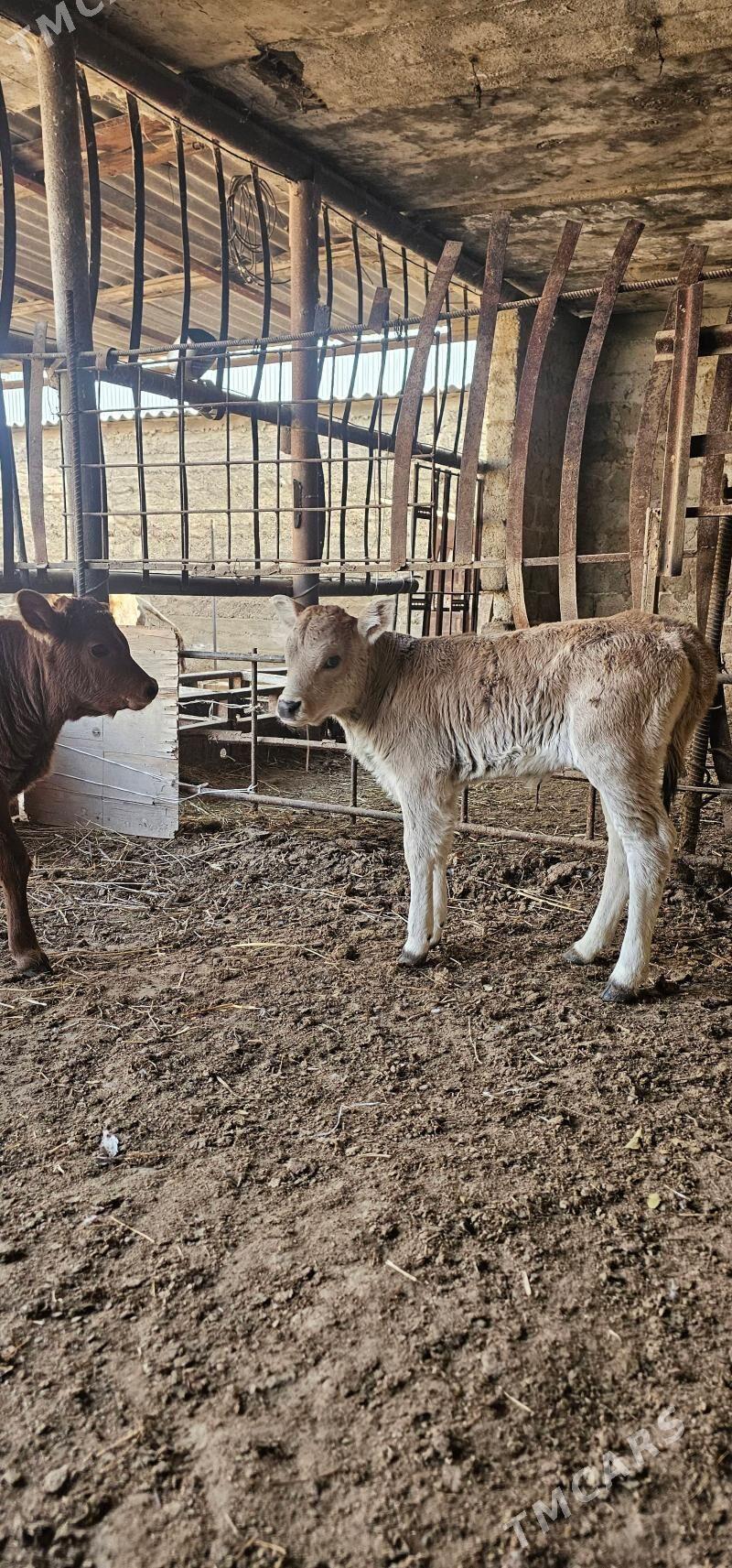 göleli sygyr - Бузмеин - img 4