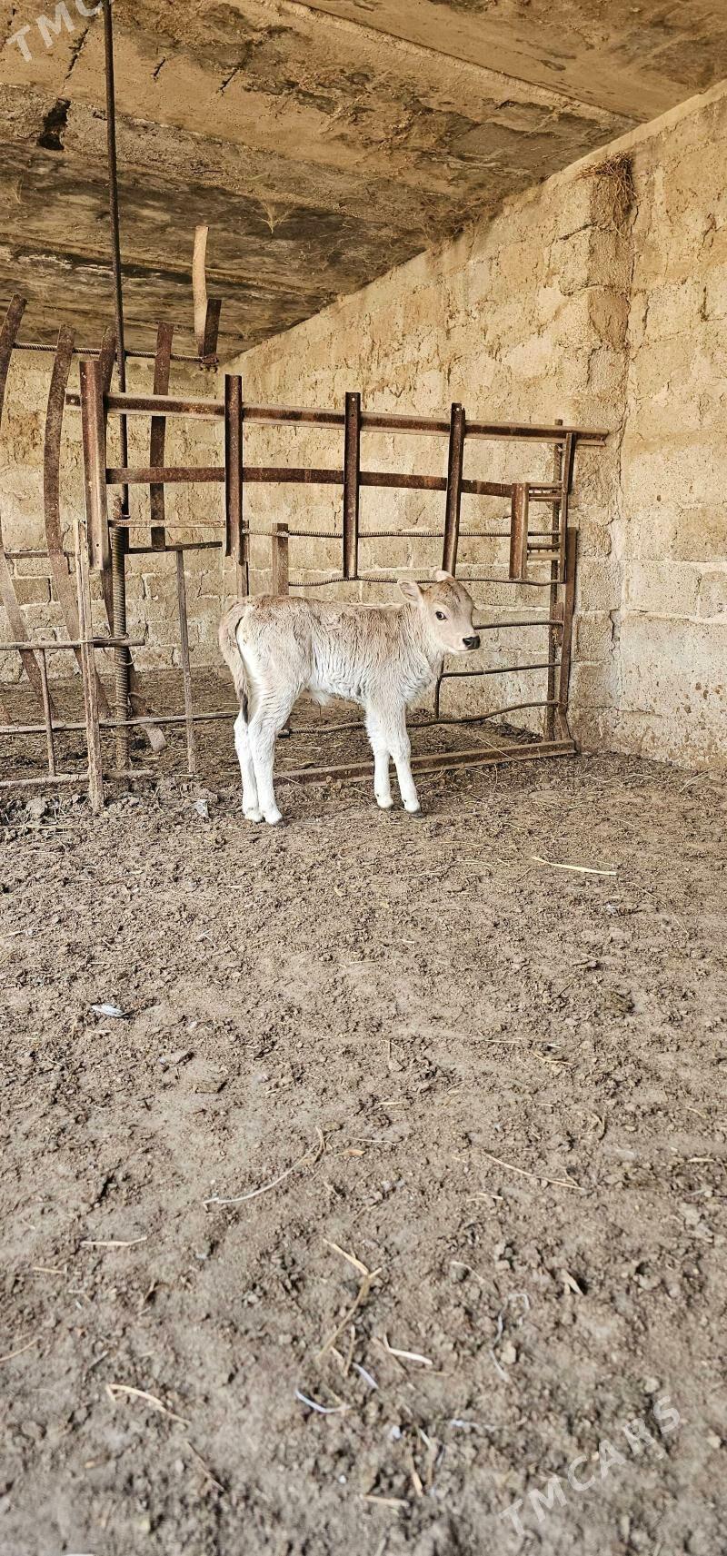 göleli sygyr - Бузмеин - img 5