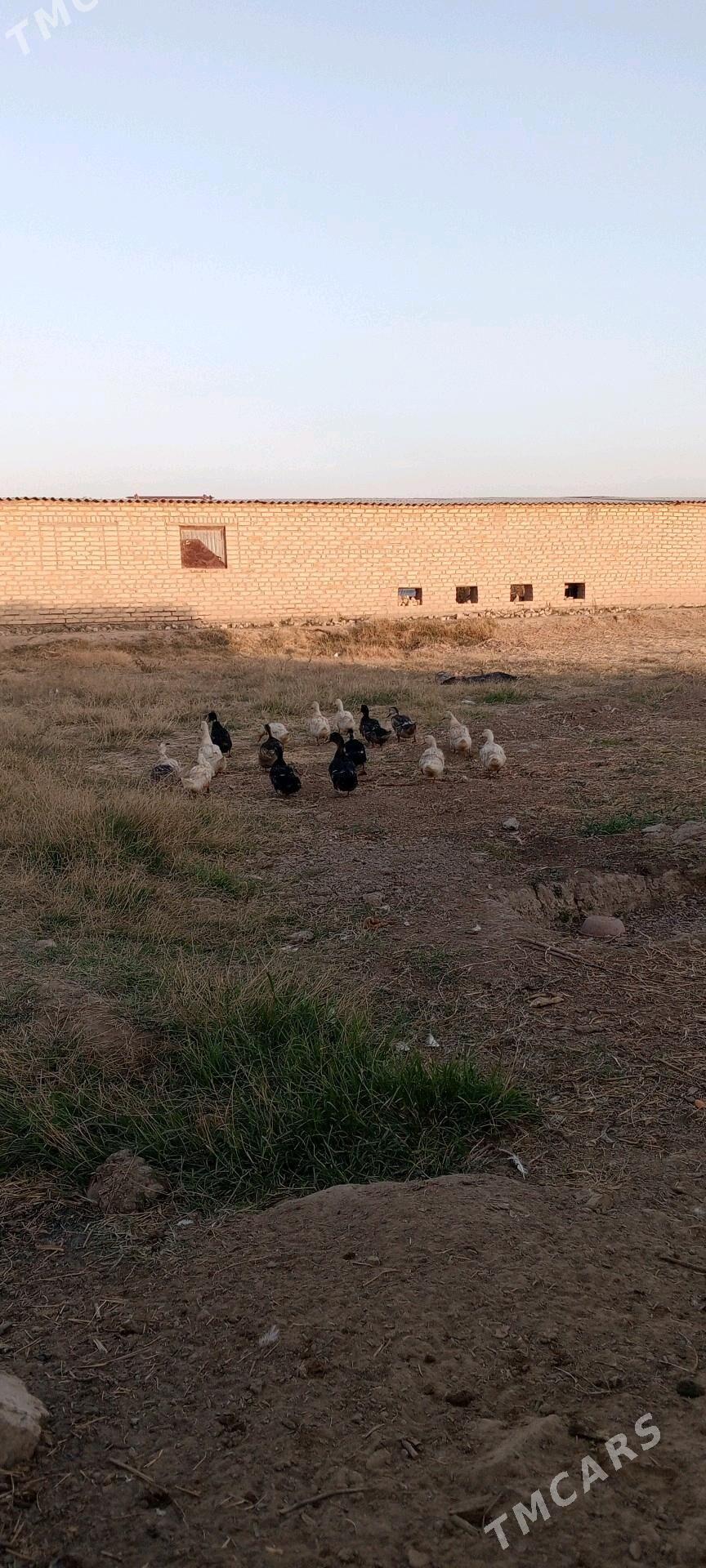 ördek - Murgap - img 5