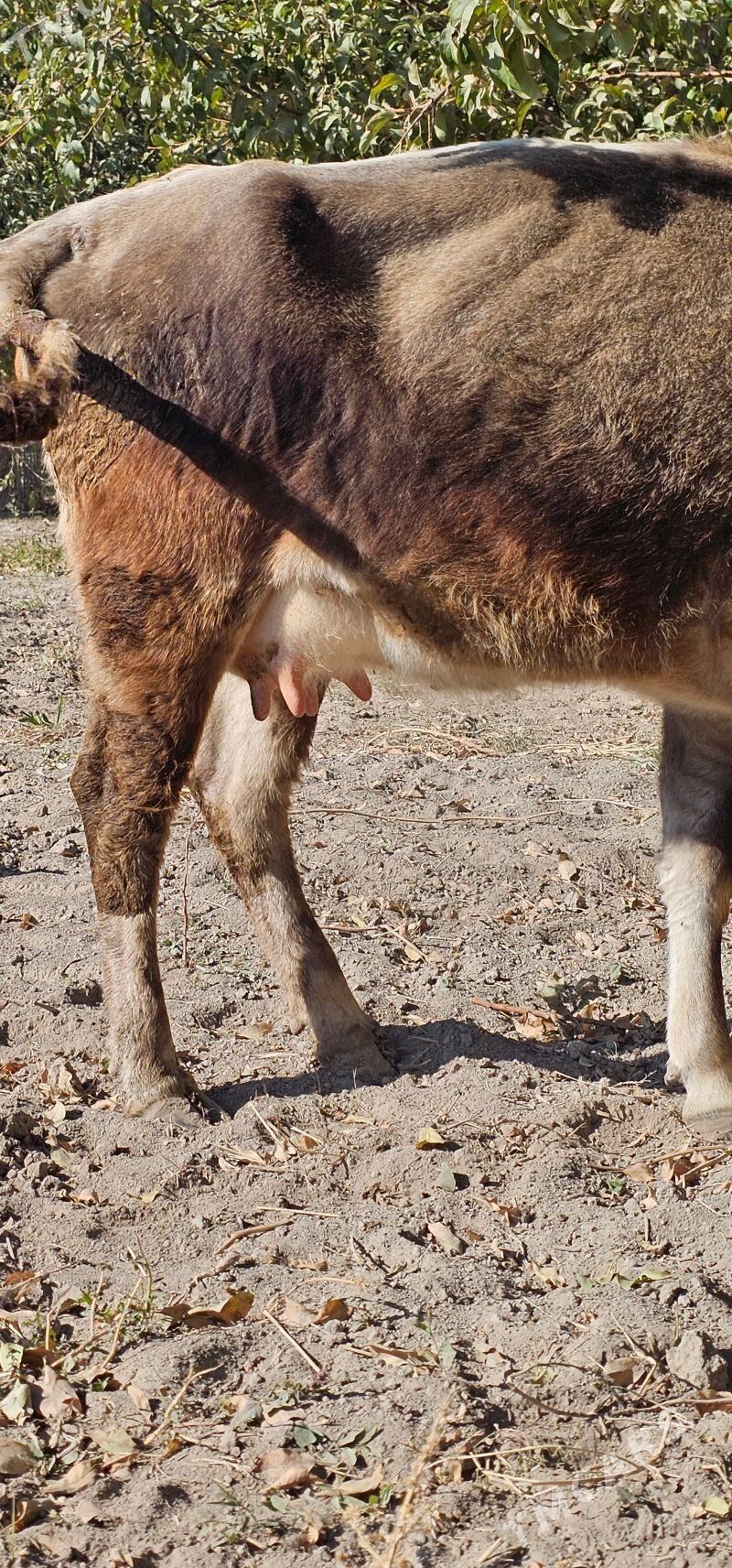 göleli sygyr - Бузмеин - img 3