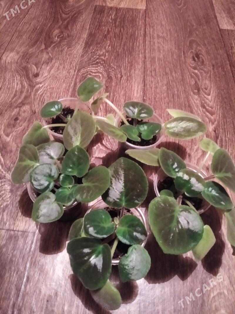 фиалки - Türkmenbaşy - img 2