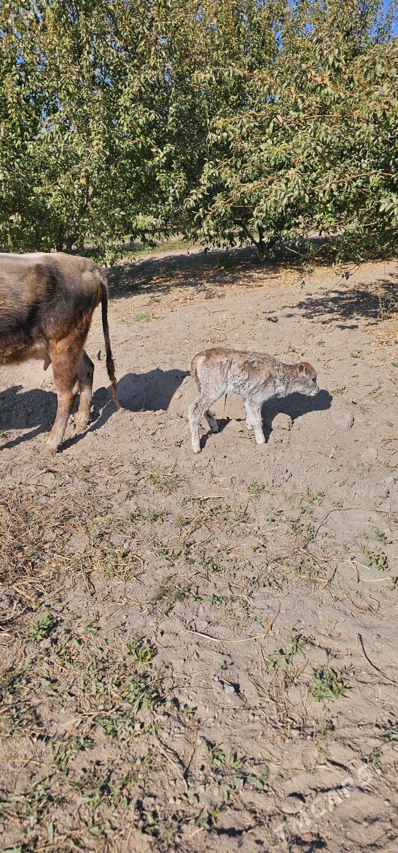 göleli sygyr - Бузмеин - img 2