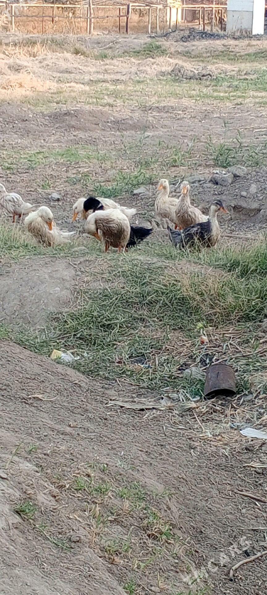 ördek - Murgap - img 6