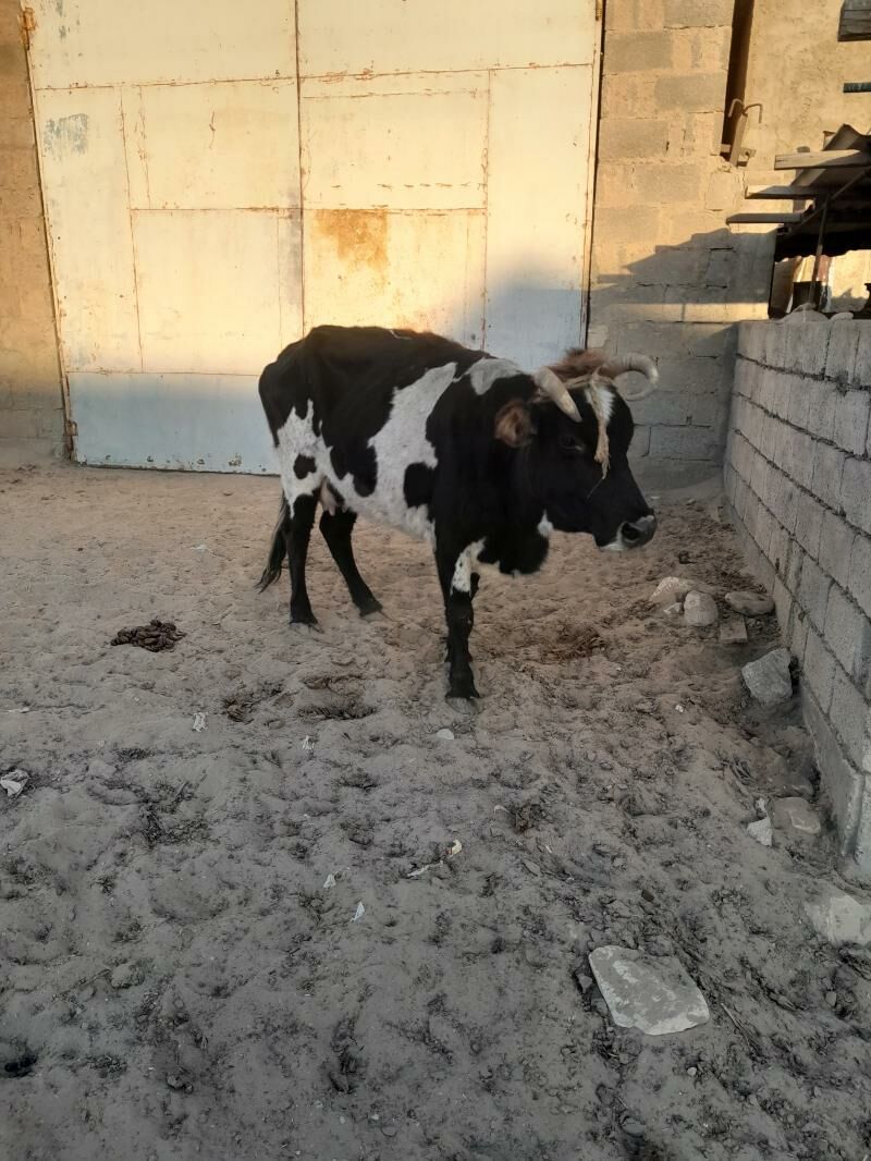 bir okuzce ikisi urbo - Jebel - img 4