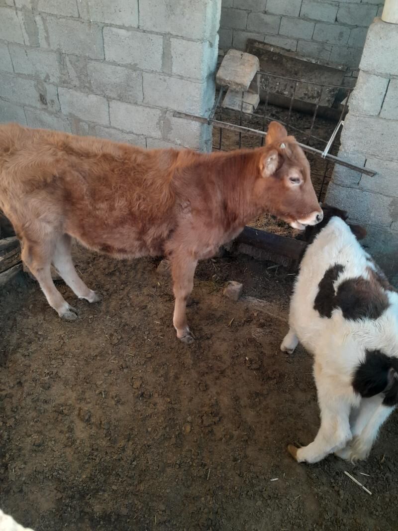 bir okuzce ikisi urbo - Jebel - img 3