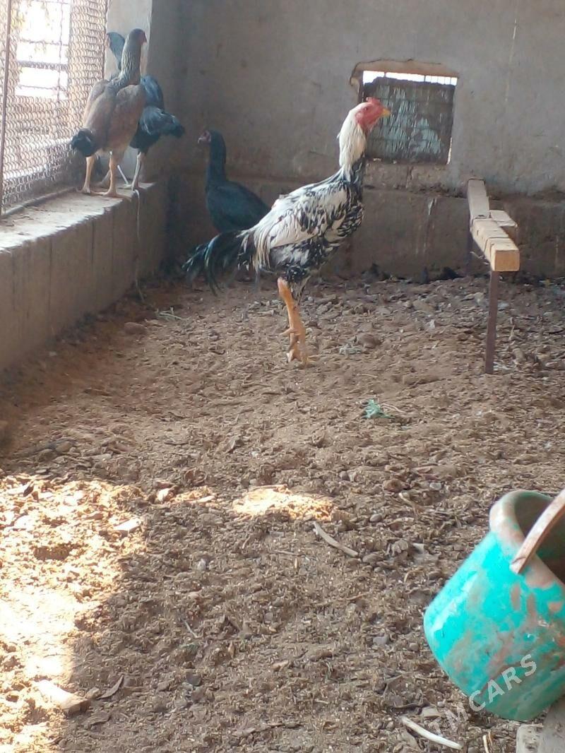 horaz juje - Чарджоу - img 3