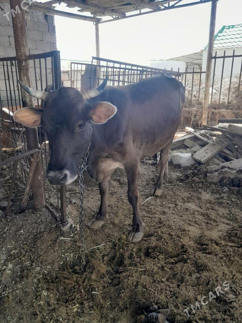 Tohum göleli sygyr - Gökdepe - img 1