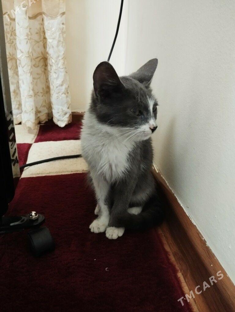 pişijek - Мары - img 3