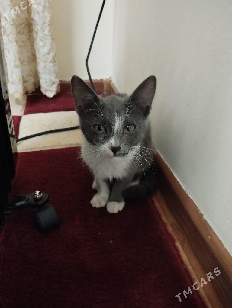 pişijek - Мары - img 2