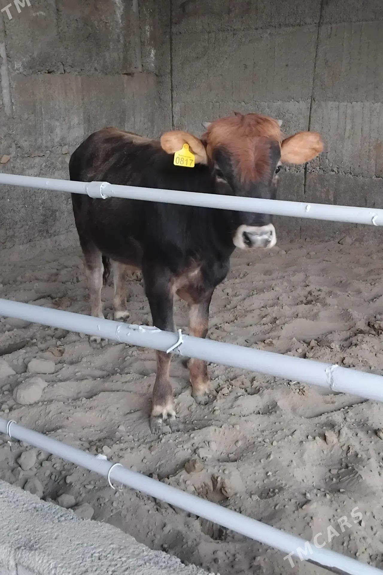 ŞWES OKUZLER - Ашхабад - img 1