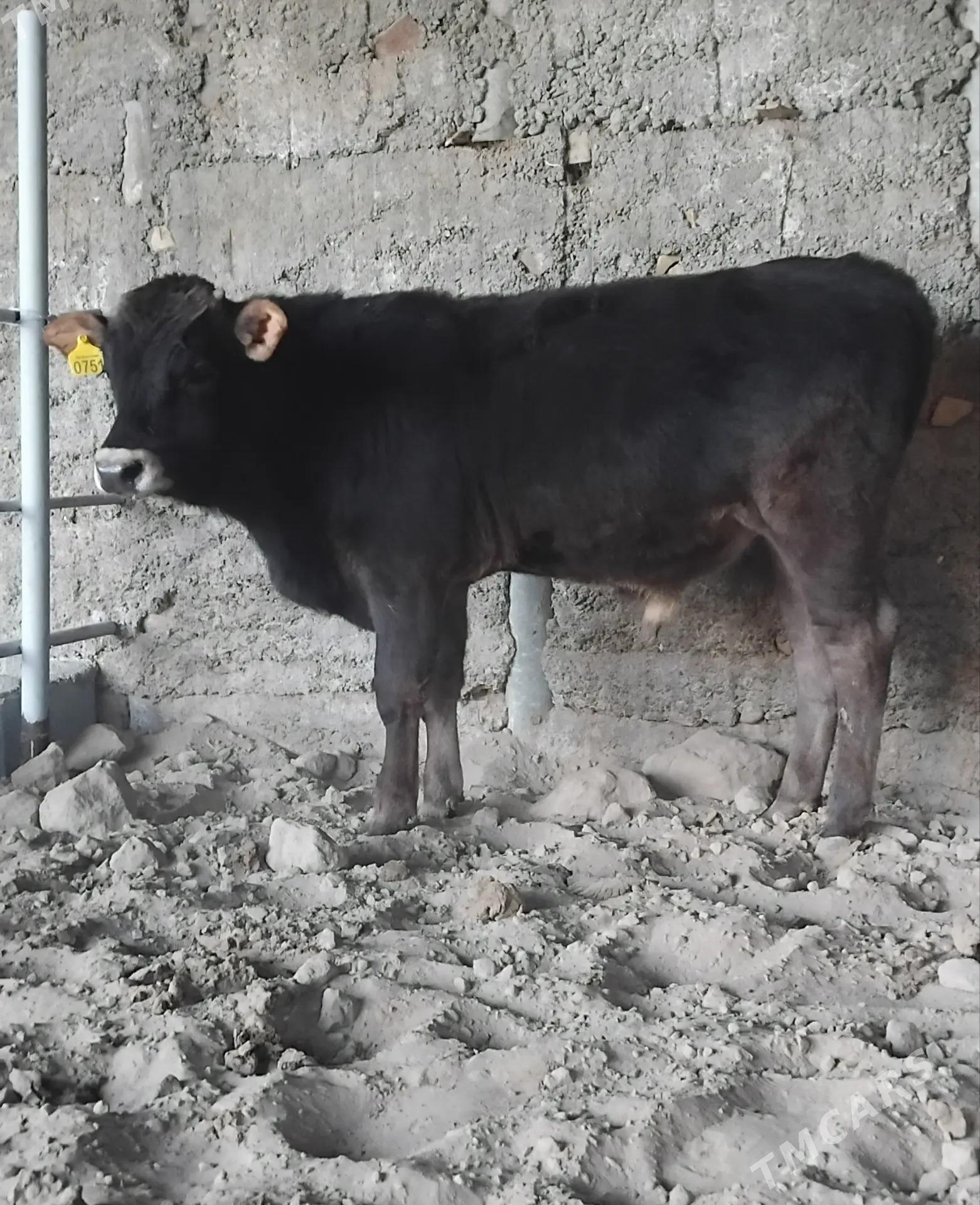 ŞWES OKUZLER - Ашхабад - img 2