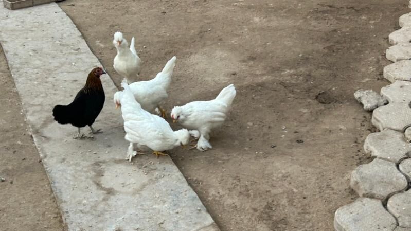 куры - Туркменабат - img 5