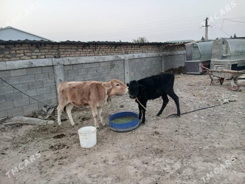 Tûwe - Гарадамак - img 3