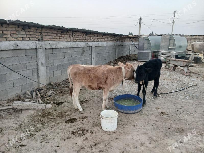 Tûwe - Гарадамак - img 2