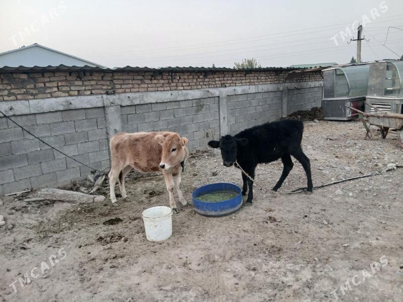 Tûwe - Гарадамак - img 4