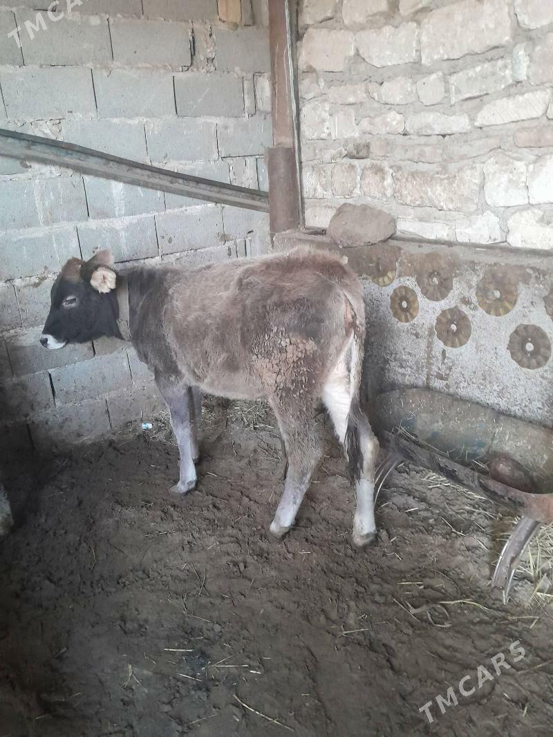 tüwe - Гызыларбат - img 2