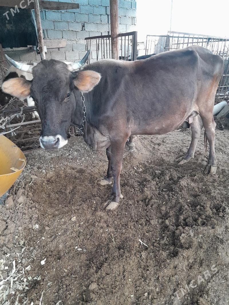 Tohum göleli sygyr - Gökdepe - img 4