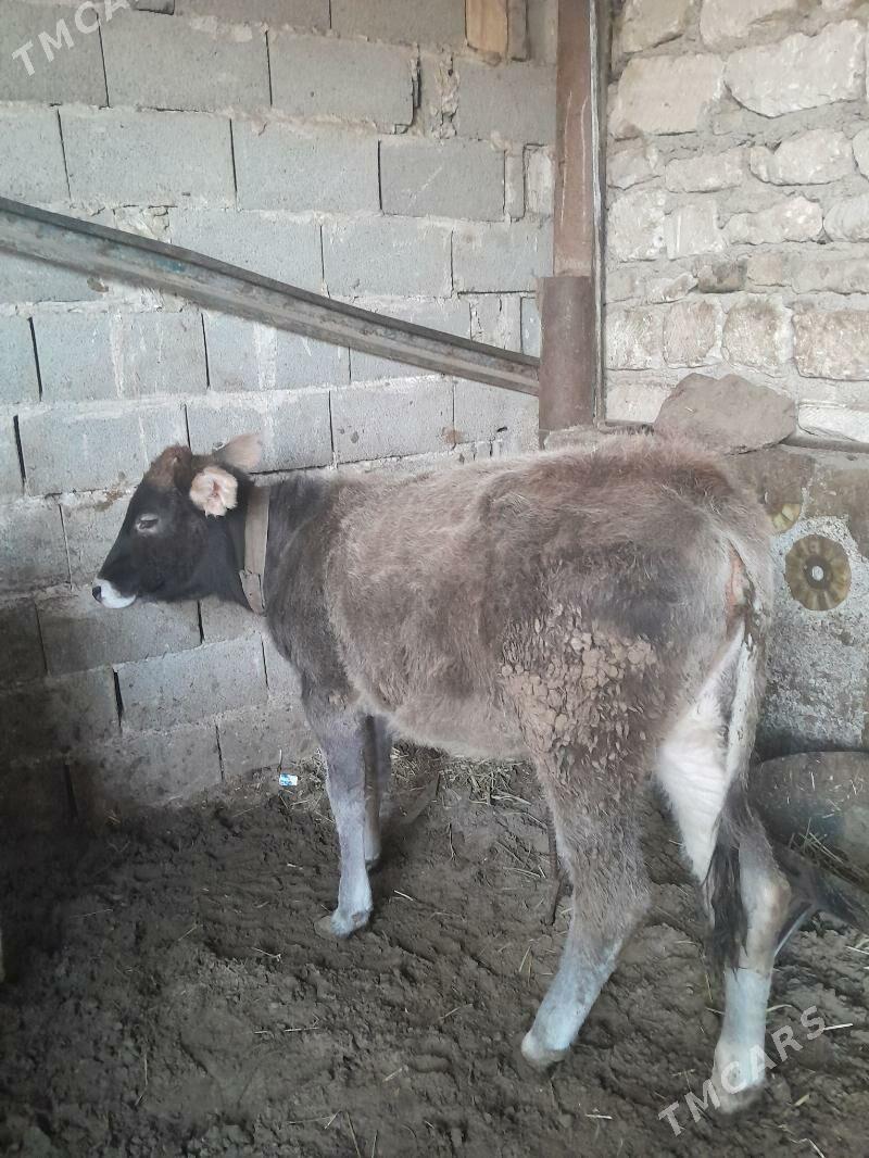 tüwe - Гызыларбат - img 3