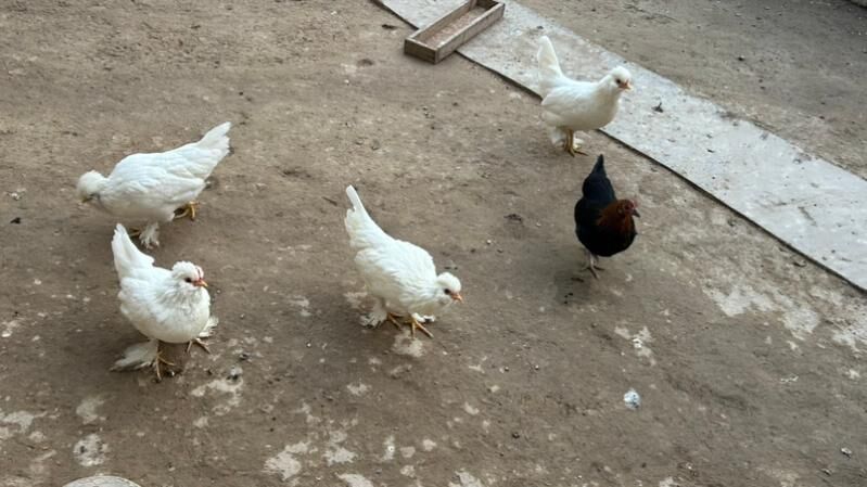 куры - Туркменабат - img 6