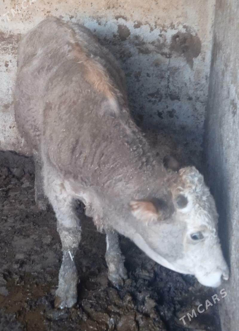 okuz - Багир - img 2